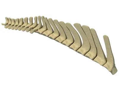 3D Animal Spinal Column 78 3D model