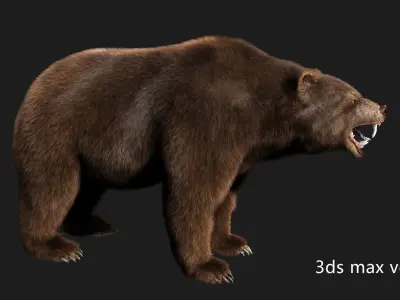 bear grizzly brown bear black bear Low-poly 3D model