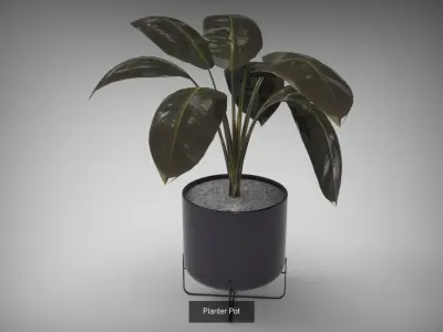 Planter Collection plant in pot