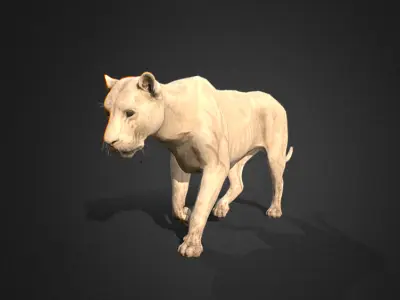 lion walking animation 3D model