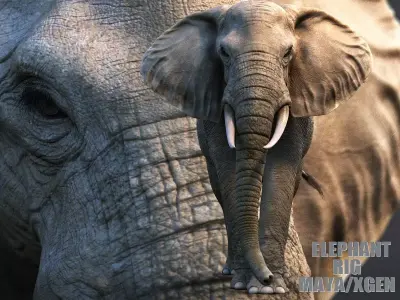 African Elephant XGEN CORE RIGGED 3D model