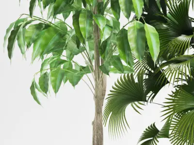 palm plants 139 3D model