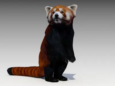Red Panda Low-poly 3D model