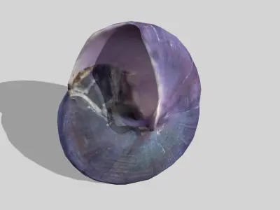 Purple seashell photoscan Janthina janthina Low-poly 3D model