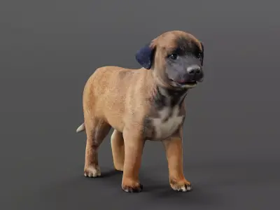 Belgian Shepherd Puppy Dog Breed 3D model