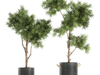 Decorative trees in a black flowerpots 751 3D model