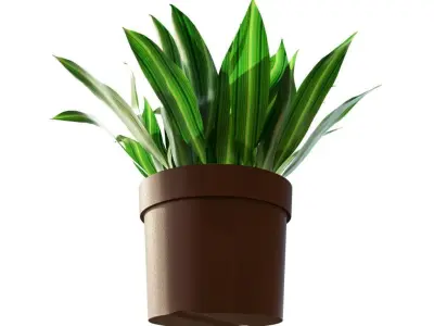Potted Plant Aspidistra Elatior 3D model