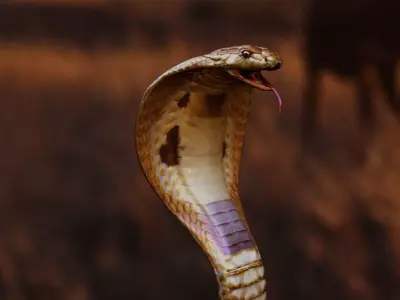 kingcobra 3d model snake 3D model