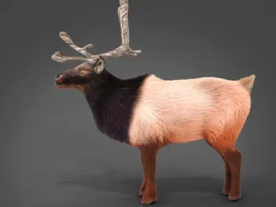 Fur Red Reindeer Blender NO RIG Low-poly 3D model