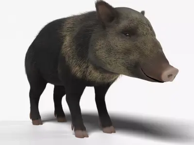 Peccary american pig 3D model