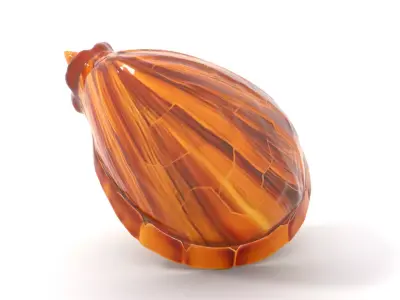 Elegant Seashell model pack Low-poly 3D model