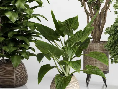  Indoor plant 439 plant tree in handmade wooden baskets Low-poly 3D model