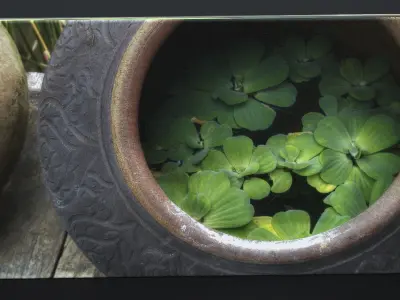 CANVAS PRINT TITLE THAI WATER LILLY 3D model