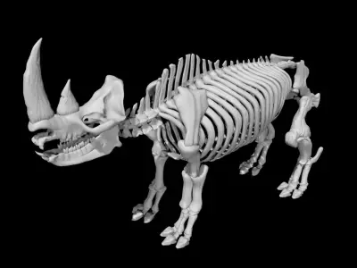 Rhino skeleton Low-poly 3D model