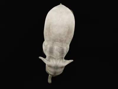 Baby Elephant Calf Low-poly 3D model