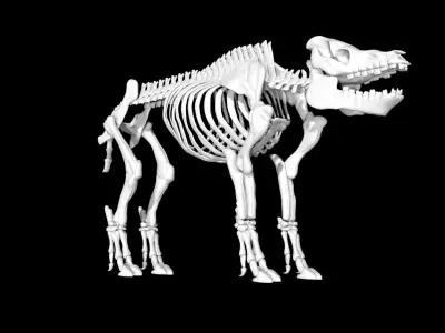 Pig Skeleton Low-poly 3D model