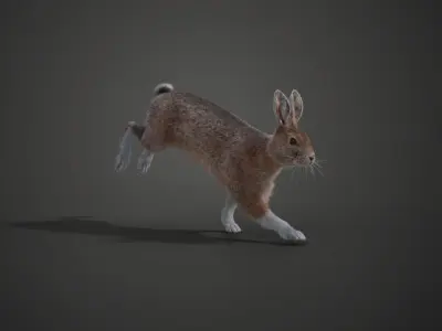 Snowshoe Rabbit Animated VFX Grace 3D model