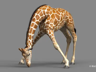 Giraffe PRO 3D model
