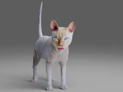 Cat White Rigged in Blender Low-poly 3D model