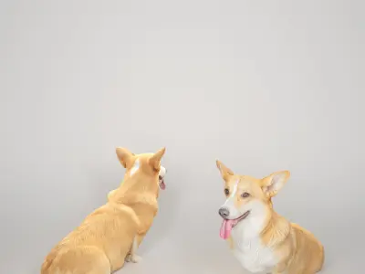 Corgi dog sitting 02 Low-poly 3D model