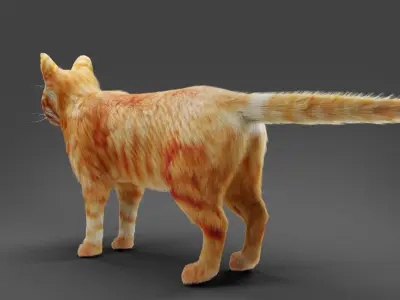 Fur Cat  Yellow 02 No Rigged  Low-poly 3D model
