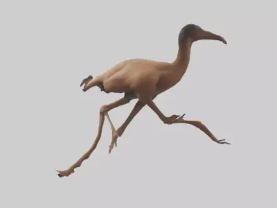 Nandu Rhea running model Low-poly 3D model