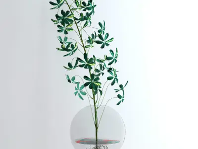 Schefflera Single 3D model