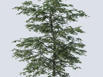 Common Plants Set Low-poly 3D model