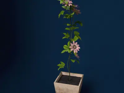 XfrogPlants Passion Flower 3D model