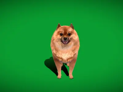 German Spitz Mittel Dog Low-poly 3D model