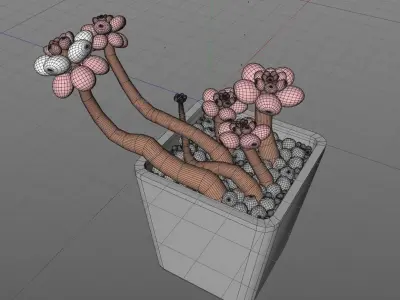 Pachyphytum Moonstone cute pink flower Low-poly 3D model