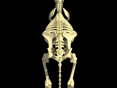Cow Bone Skeletal 3D model