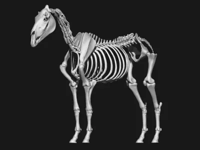 Horse and Dog skeleton 3D model