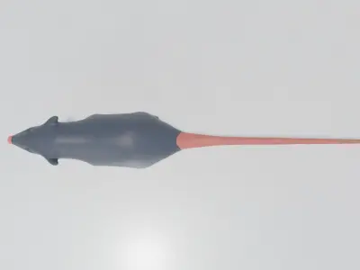 The  little Rat 3D model