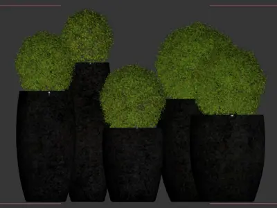 Aglaia odorata plant 01 3D model