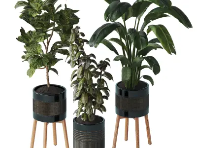 Indoor plant Set 07 - Ficus Strelitzia lyrata 3D model