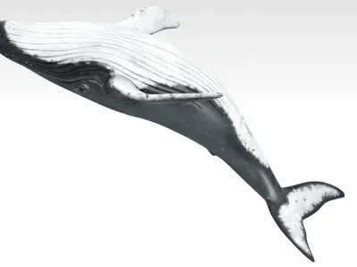 Humpback Whale Low-poly 3D model 3