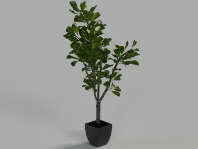 Fiddle Leaf Tree 3D model