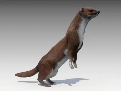 Weasel Low-poly 3D model