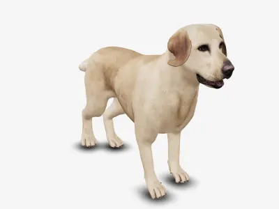 Dog Labrador Low-poly 3D model