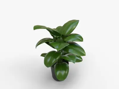 Peace Lily In Grower Pot Low-poly 3D model
