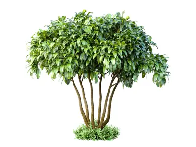 Outdoor garden plant tree shrub Bush Backyard 3D model