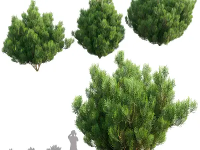 Platycladus orientalis - Biota orientalis - Thuja orientalis 02 3D model