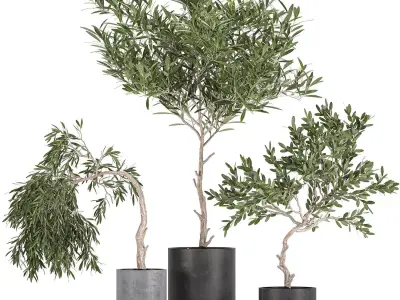 Decorative olive tree in a black flowerpots 734 3D model