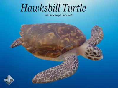 Hawksbill Turtle  3D model
