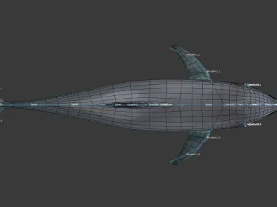 Dolphine dolphin Low-poly 3D model