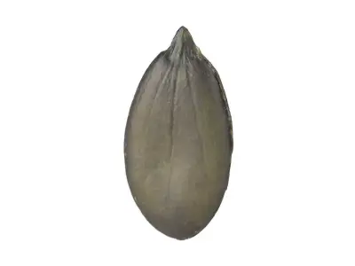 Photorealistic Pumpkin Seed 3D Scan 3D model