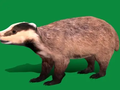 European Badger Low-poly 3D model