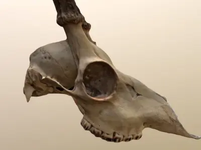 Photogrametry Skull Pack 3D model