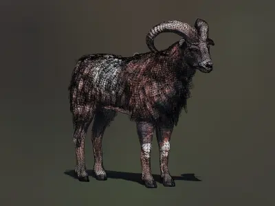 Ovis Animated Low-poly 3D model